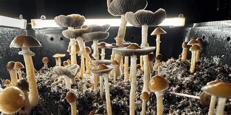 The Rising Popularity of Magic Mushroom Microdosing in Los Angeles